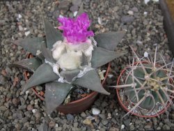 Ariocarpus confusus PP 420 Aramberi NL květináč 8,5 cm Cites IA - 12409895