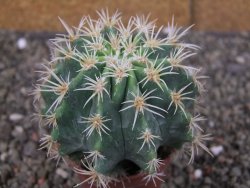 Pelecyphora aseliphormis X Ferocactus - chimera pot 6,5 cm Roubovaná - 12409909