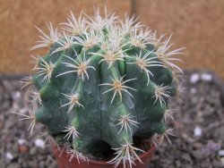 Pelecyphora aseliphormis X Ferocactus - chimera pot 6,5 cm Roubovaná - 12409913