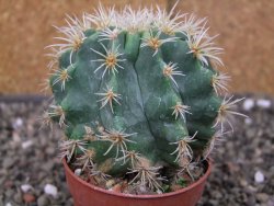 Pelecyphora aseliphormis X Ferocactus - chimera pot 6,5 cm Roubovaná - 12409914