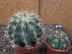 Pelecyphora aseliphormis X Ferocactus - chimera pot 6,5 cm Roubovaná - 12409915