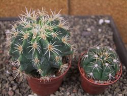 Pelecyphora aseliphormis X Ferocactus - chimera pot 6,5 cm Roubovaná - 12409916