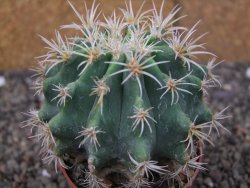 Pelecyphora aseliphormis X Ferocactus - chimera pot 6,5 cm Roubovaná - 12409919