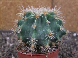 Pelecyphora aseliphormis X Ferocactus - chimera pot 6,5 cm Roubovaná - 12409921