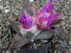 Ariocarpus confusus PP 420 Aramberi NL květináč 5,5 cm Cites IA