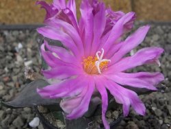 Ariocarpus confusus PP 420 Aramberi NL květináč 5,5 cm Cites IA - 12409953