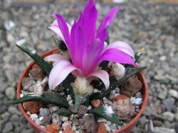 Ariocarpus agavoides pot 5,5 cm cites IA
