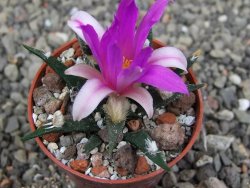 Ariocarpus agavoides pot 5,5 cm cites IA - 12409956