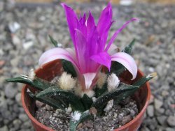 Ariocarpus agavoides pot 5,5 cm cites IA - 12409957