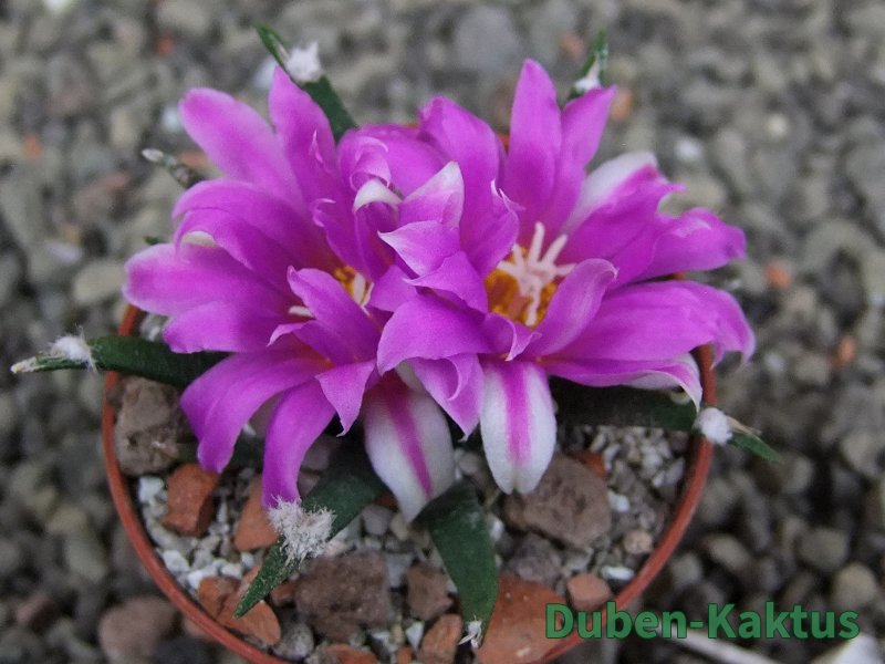 Ariocarpus agavoides pot 5,5 cm cites IA