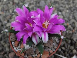 Ariocarpus agavoides pot 5,5 cm cites IA