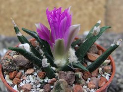 Ariocarpus agavoides pot 5,5 cm cites IA