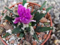 Ariocarpus agavoides pot 5,5 cm cites IA - 12409964