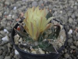 Ariocarpus trigonus horacekii Jaumave, Tam. pot 5,5 cm - 12409969