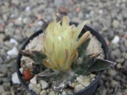 Ariocarpus trigonus horacekii Jaumave, Tam. pot 5,5 cm - 12409970
