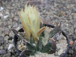 Ariocarpus trigonus horacekii Jaumave, Tam. pot 5,5 cm - 12409971