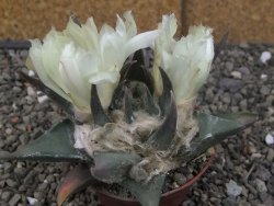 Ariocarpus trigonus elongatus San Antonio 7 cm - 12409972