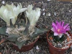 Ariocarpus trigonus elongatus San Antonio 7 cm - 12409977