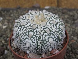 Astrophytum Super Kabuto pot 6,5 cm - 12409980