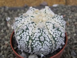 Astrophytum Z Jasenné pot 6,5 cm - 12409988