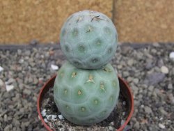 Tephrocactus geometricus pot 6,5 cm - 12409998