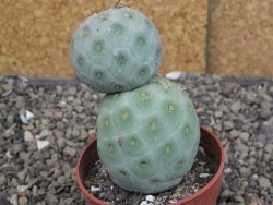 Tephrocactus geometricus pot 6,5 cm - 12410000