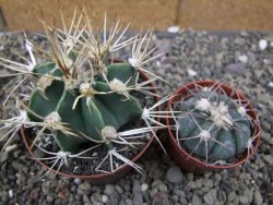 Astrophytum niveum nudum z " Buffalo " pot 8 cm - 12410015