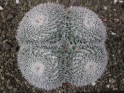 Mammillaria morganiana XXL, květináč 12 cm - 12410017