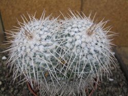 Mammillaria parkinsonii XXL, květináč 12 cm