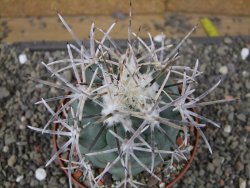 Coryphantha poselgeriana valida El Hundido pot 10 cm - 12410040
