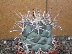 Coryphantha poselgeriana valida El Hundido pot 10 cm - 12410042