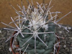 Coryphantha poselgeriana valida El Hundido pot 10 cm - 12410043