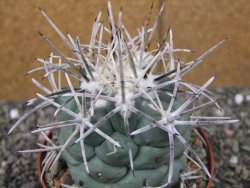 Coryphantha poselgeriana valida El Hundido pot 10 cm - 12410044