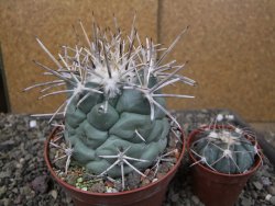 Coryphantha poselgeriana valida El Hundido pot 10 cm - 12410046