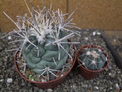 Coryphantha poselgeriana valida El Hundido pot 10 cm - 12410047