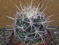 Coryphantha poselgeriana valida El Hundido pot 10 cm