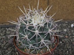 Coryphantha poselgeriana valida El Hundido pot 10 cm - 12410049