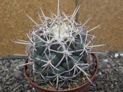 Coryphantha poselgeriana valida El Hundido pot 10 cm - 12410052