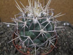 Coryphantha poselgeriana valida El Hundido pot 10 cm - 12410056