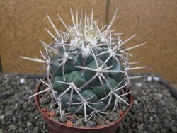 Coryphantha poselgeriana valida El Hundido pot 10 cm - 12410057