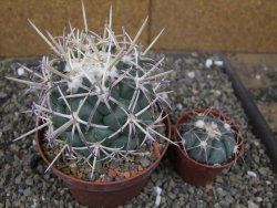 Coryphantha poselgeriana valida El Hundido pot 10 cm - 12410059