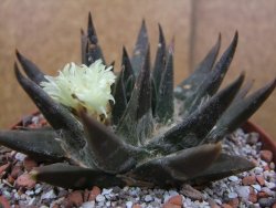 Ariocarpus trigonus elongatus San Antonio pot 12 cm - 12410066