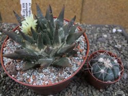 Ariocarpus trigonus elongatus San Antonio pot 12 cm - 12410068
