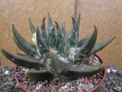 Ariocarpus trigonus elongatus San Antonio pot 12 cm - 12410074