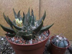 Ariocarpus trigonus elongatus San Antonio pot 12 cm - 12410077