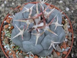 Thelocactus hexaedrophorus MH131 La Perdida pot 10 cm - 12410080