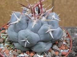 Thelocactus hexaedrophorus MH131 La Perdida pot 10 cm - 12410081