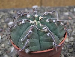 Gymnocalycium vatteri, pot 5,5 cm