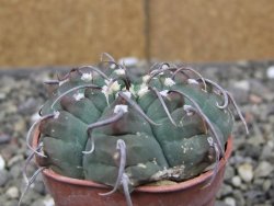Gymnocalycium vatteri, pot 5,5 cm - 12410103