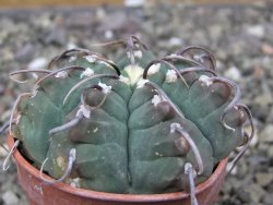 Gymnocalycium vatteri, pot 5,5 cm - 12410104